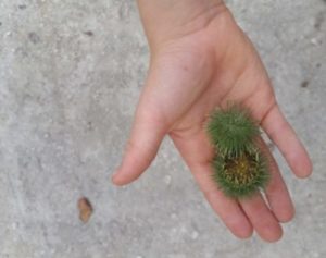 Balade & Mots Biodiversité Octobre 2018